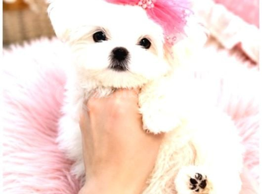 Pamuk gibi maltese terrier bebeklerimiz
