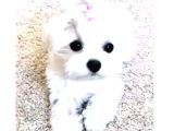 Pamuk Gibi Maltese Terrier Bebeklerimiz