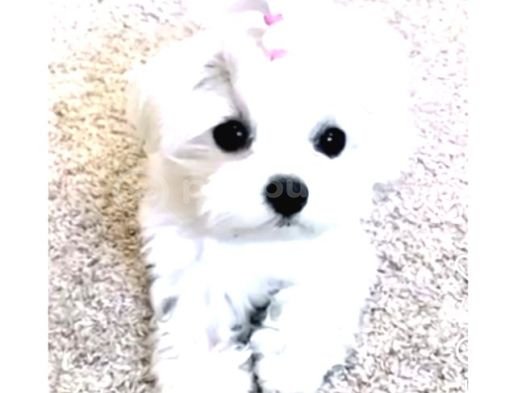 Pamuk Gibi Maltese Terrier Bebeklerimiz görsel