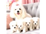 Pamuk Gibi Maltese Terrier Bebeklerimiz