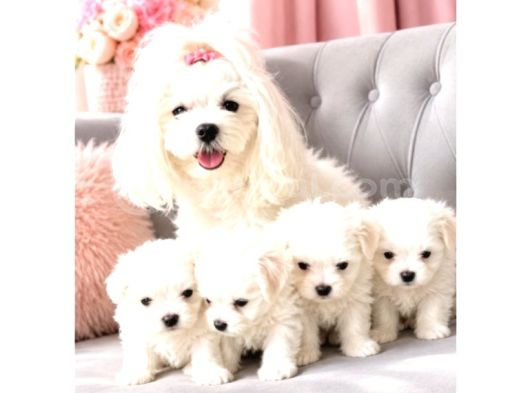 Pamuk Gibi Maltese Terrier Bebeklerimiz görsel