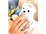 Pamuk Gibi Maltese Terrier Bebeklerimiz