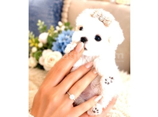 Pamuk Gibi Maltese Terrier Bebeklerimiz görsel