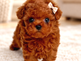 Show Kalite Kore Teacup Poodle Bebeklerimiz