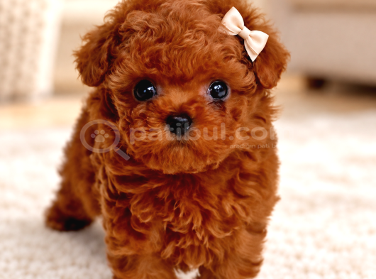 Irk Garantili Kore Poodle Teacup Bebeklerimiz