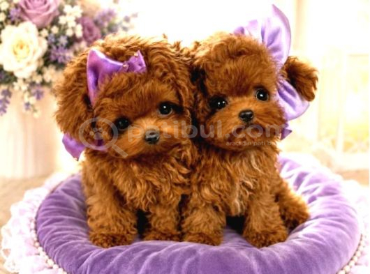 Show Kalite Kore Teacup Poodle Bebeklerimiz görsel