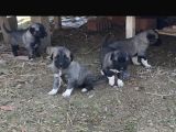Orjinal Kangal Yavruları
