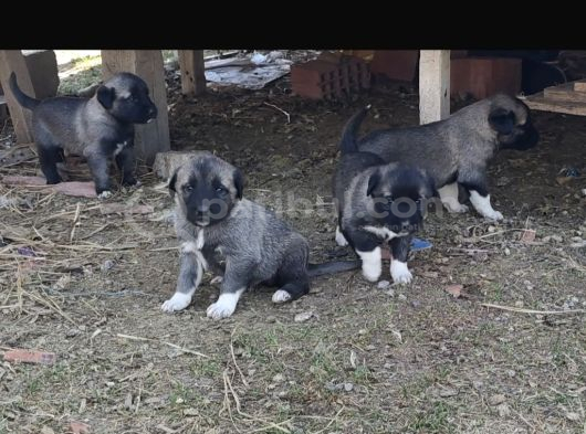 Orjinal Kangal Yavruları görsel