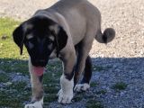 Orjinal kangal yavruları