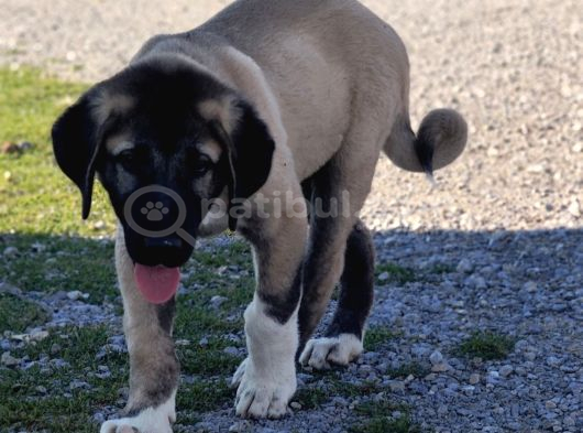 Orjinal Kangal Yavruları
