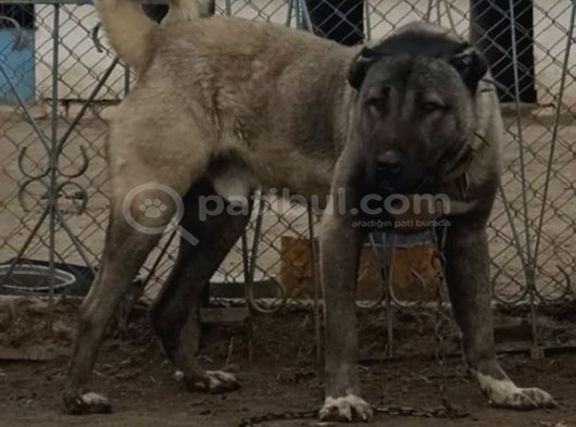 Orjinal Kangal Yavruları görsel