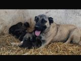 Orjinal Kangal Yavruları