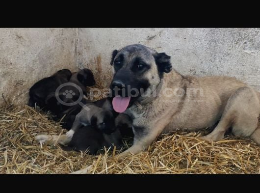 Orjinal Kangal Yavruları görsel