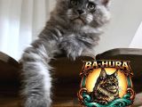 Kusursuz Soy Ağacından Gelen High-Contrast Maine Coon