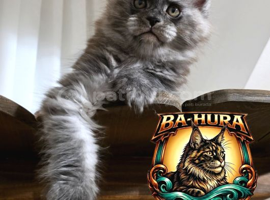 Kusursuz Soy Ağacından Gelen High-Contrast Maine Coon görsel