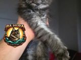 Kusursuz Soy Ağacından Gelen High-Contrast Maine Coon