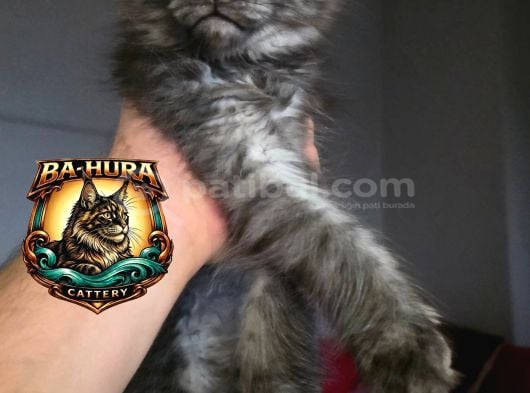 Kusursuz Soy Ağacından Gelen High-Contrast Maine Coon görsel