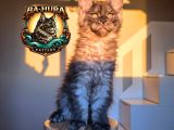 Kusursuz Soy Ağacından Gelen High-Contrast Maine Coon