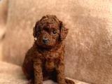 A Kalite Toy Poodle Yavrularımız