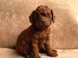 A Kalite Toy Poodle Yavrularımız