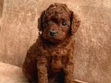 A Kalite Toy Poodle Yavrularımız