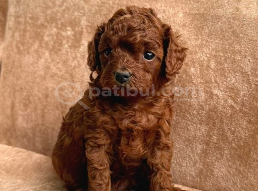 A Kalite Toy Poodle Yavrularımız görsel