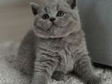 Kadife Tüylü Gri British Shorthair