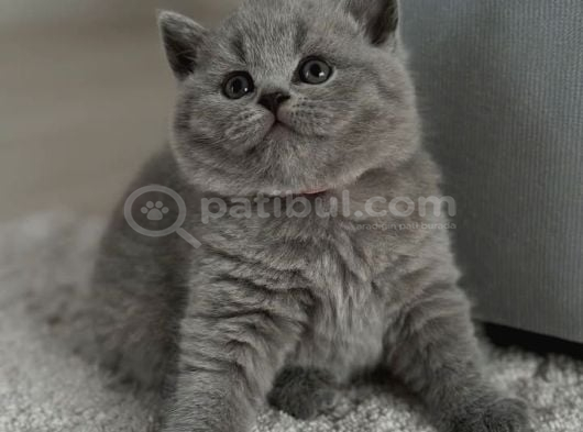 Kadife tüylü gri british shorthair