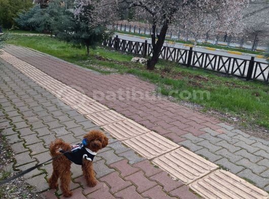 Rafa Oğlumuza Uygun Eş Arıyoruz görsel