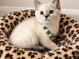 Birbirinden Tatlı British Shorthair Point Yavrular