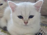 3 Aylık British Shorthair Dişi Yavrularım