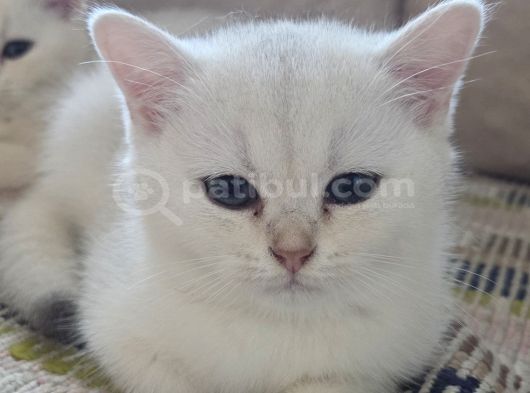 3 Aylık British Shorthair Dişi Yavrularım görsel