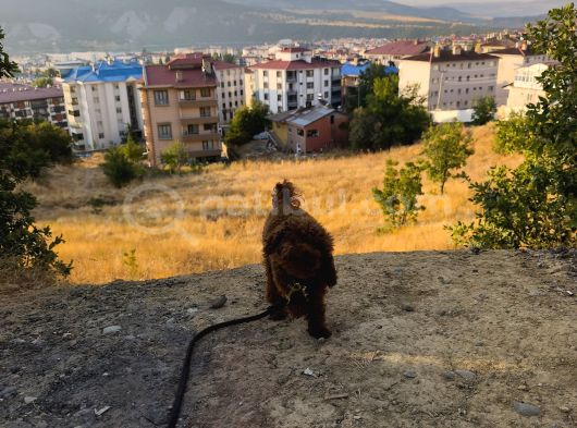 Rafa Oğlumuza Uygun Eş Arıyoruz görsel