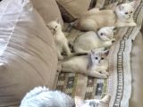 3 Aylık British Shorthair Dişi Yavrularım