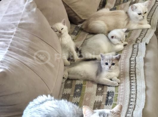 3 Aylık British Shorthair Dişi Yavrularım görsel