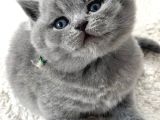 Kadife Tüylü Gri British Shorthair