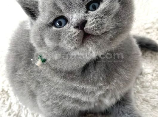 Kadife Tüylü Gri British Shorthair görsel