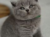 Kadife Tüylü Gri British Shorthair