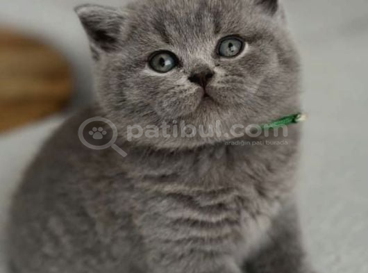 Kadife Tüylü Gri British Shorthair görsel