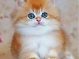 Altın Yumağımız Ny12 Golden British Longhair