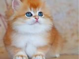 Altın Yumağımız Ny12 Golden British Longhair