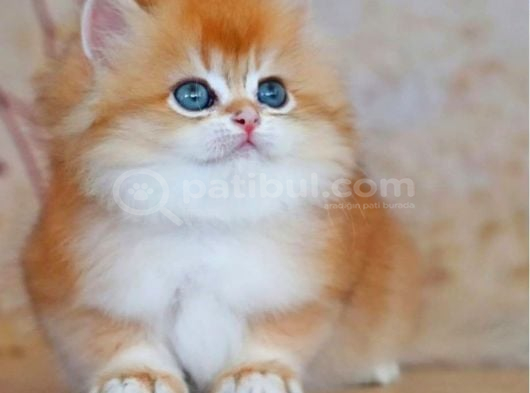 Altın Yumağımız Ny12 Golden British Longhair görsel