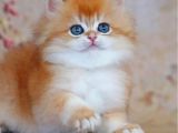 Altın Yumağımız Ny12 Golden British Longhair