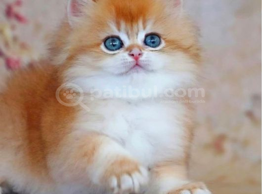 Altın Yumağımız Ny12 Golden British Longhair görsel
