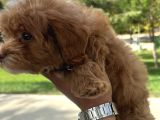 Maltipoo