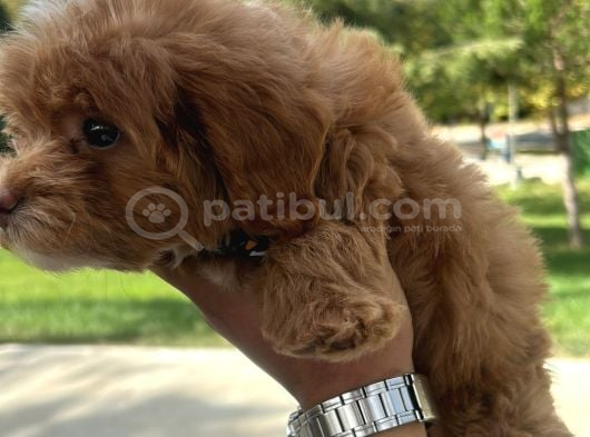 Maltipoo görsel