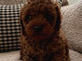 Irk Garantili Kore Poodle Teacup Bebeklerimiz
