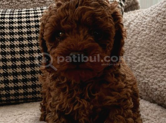 Irk Garantili Kore Poodle Teacup Bebeklerimiz görsel