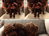 Irk Garantili Kore Poodle Teacup Bebeklerimiz