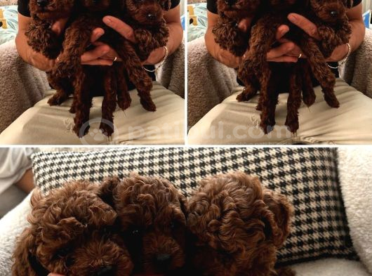 Irk Garantili Kore Poodle Teacup Bebeklerimiz görsel